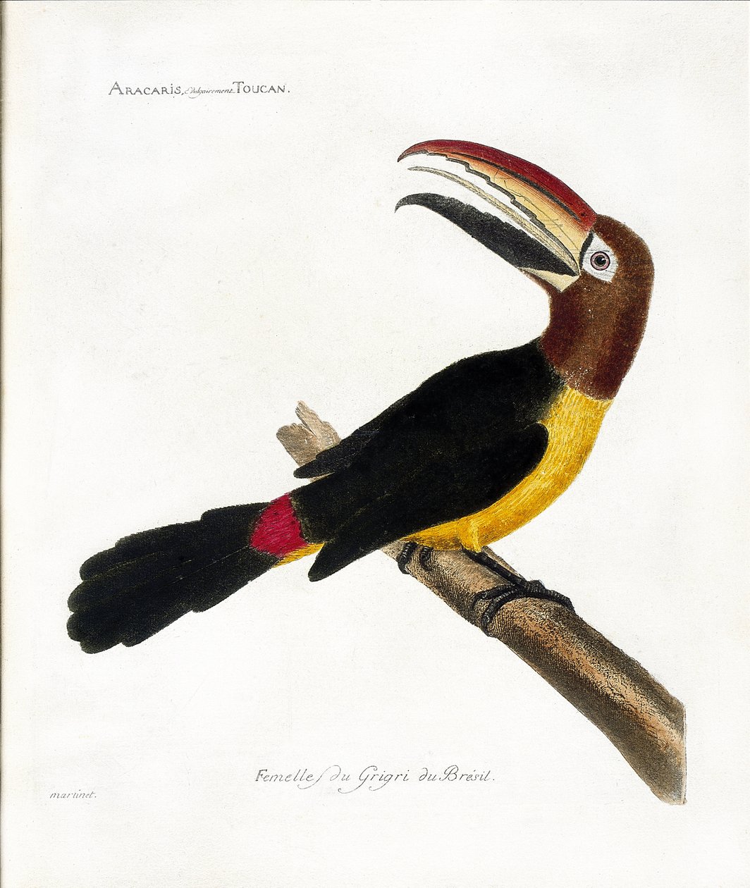 Eläinkartta (ornitologia): Aracaris, vulgly tukaani (vihreä aracari tai pteroglossus viridis) tekijältä Francois Nicolas Martinet