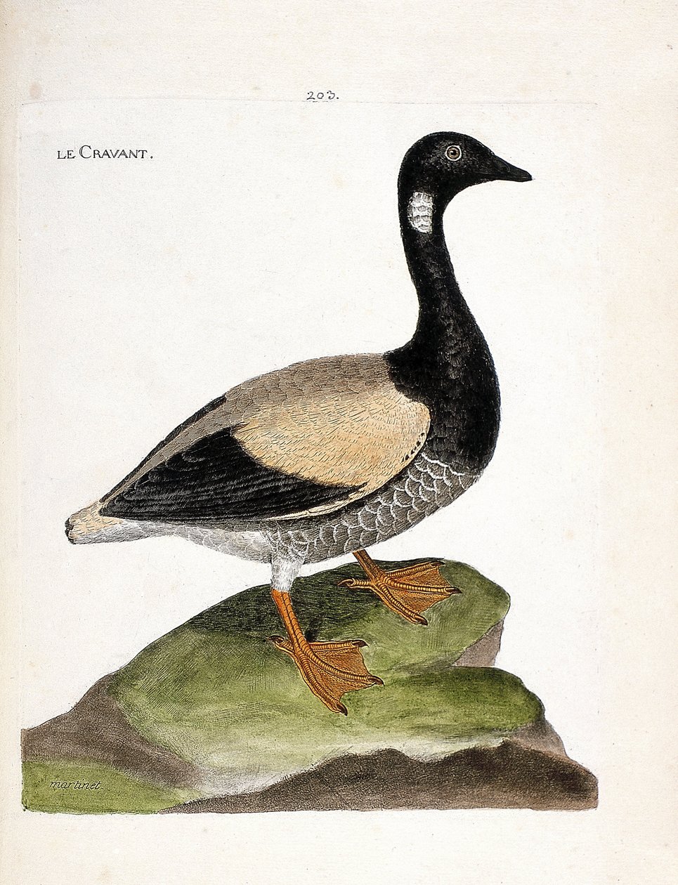 Eläinkartta (ornitologia): Brant (brant tai branta bernicla). Kuvitus Francois Nicolas Martinet