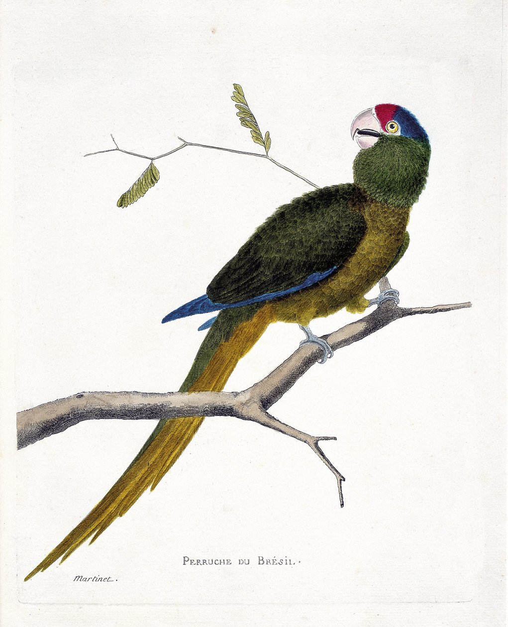 Eläinkartta (ornitologia): Brasilian papukaija (punainen otsa conure tai aratinga canicularis) oksalla. Kuvitus Francois Nicolas Martinet