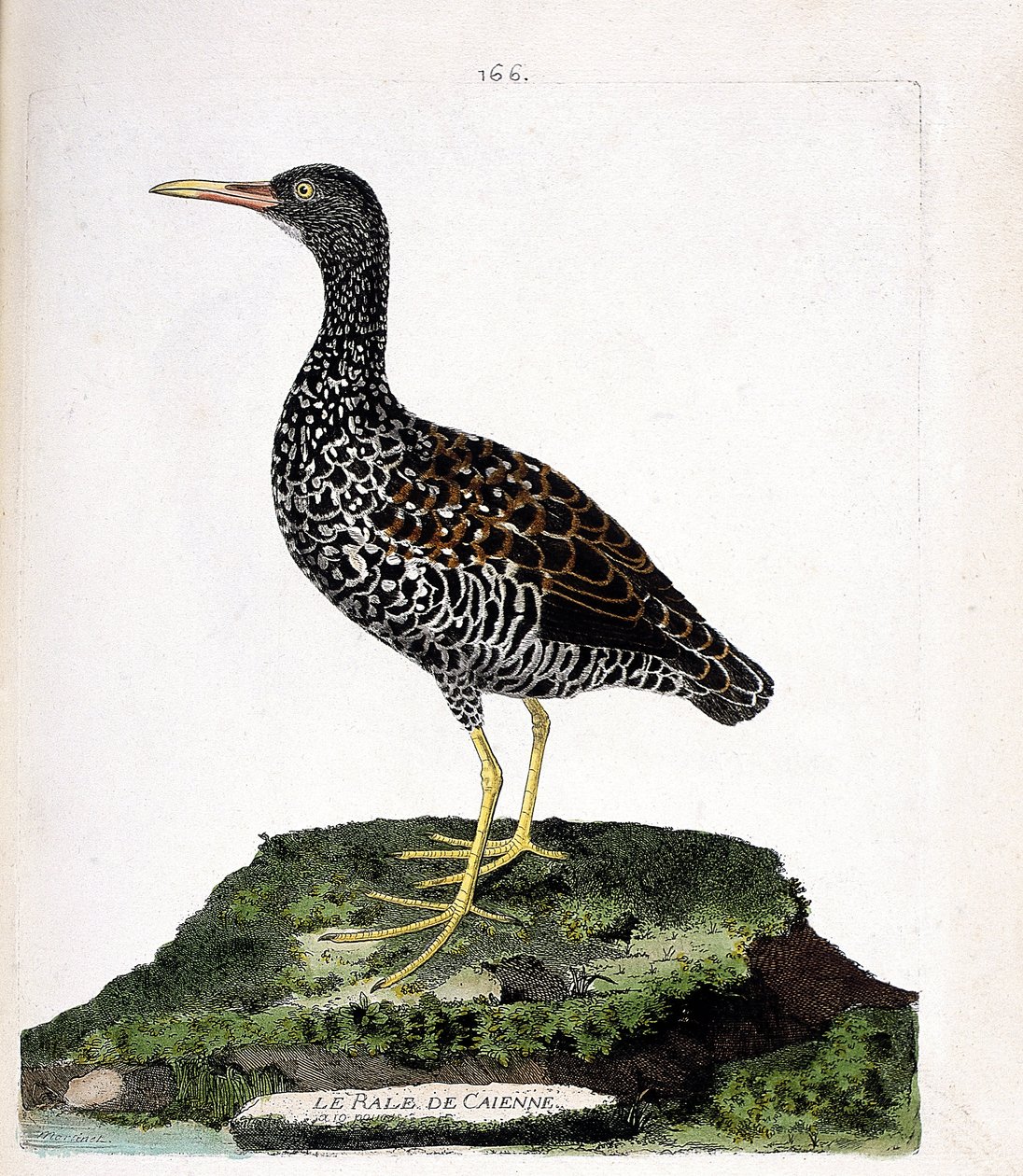 Eläinkartta (ornitologia): Caiennen rale (tahrat tai pardirallus maculatus). Kuvitus Francois Nicolas Martinet