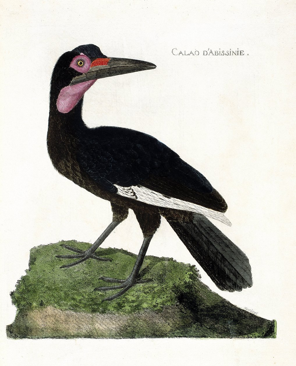Eläinkartta (ornitologia): Calao d