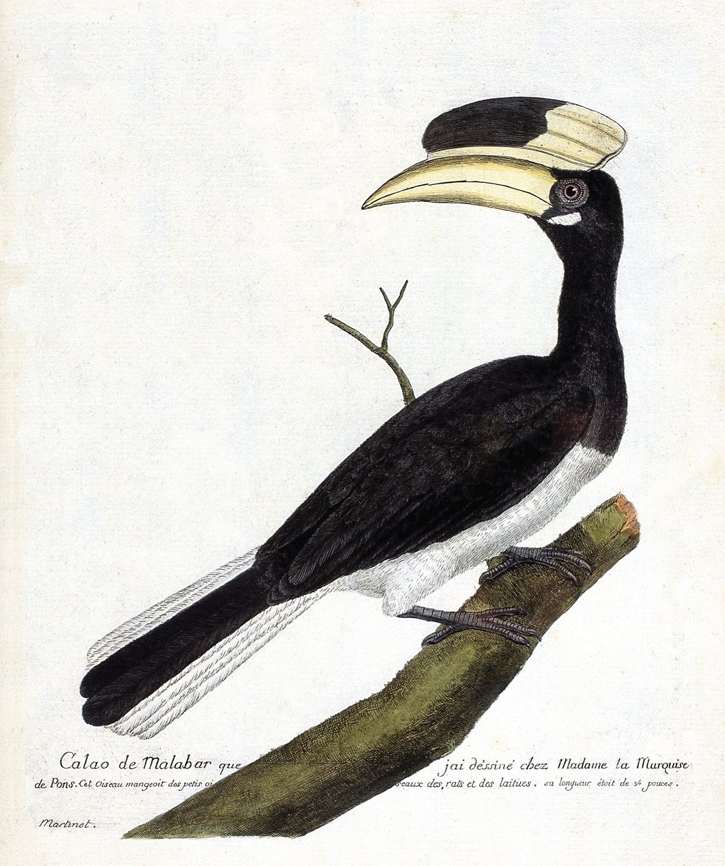 Eläinkartta (ornitologia): Calao de Malabar (Anthracoceros coronatus) oksalla. Kuvitus Francois Nicolas Martinet
