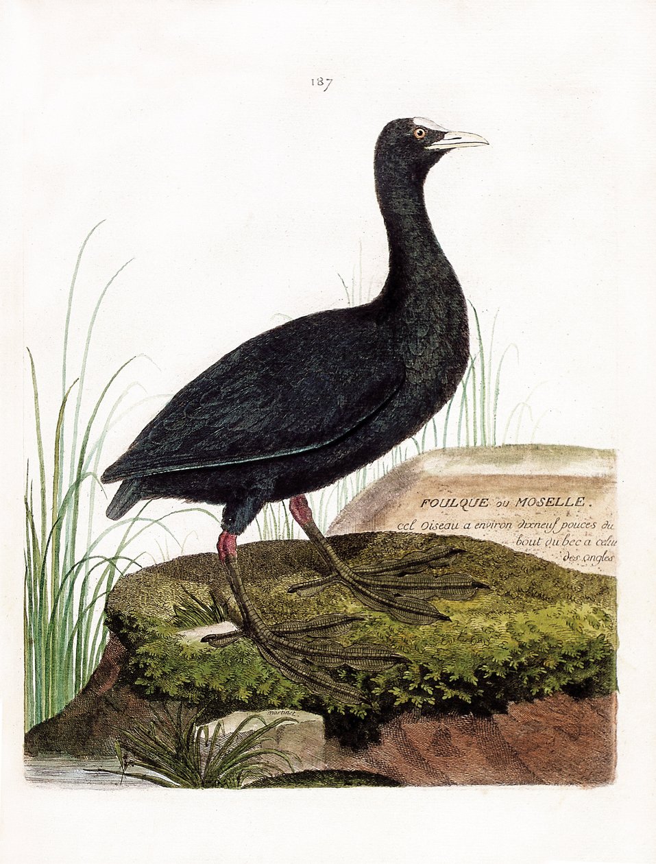 Eläinkartta (ornitologia): Nokka tai Mosel (Macroule cot tai fulica atra). Kuvitus Francois Nicolas Martinet
