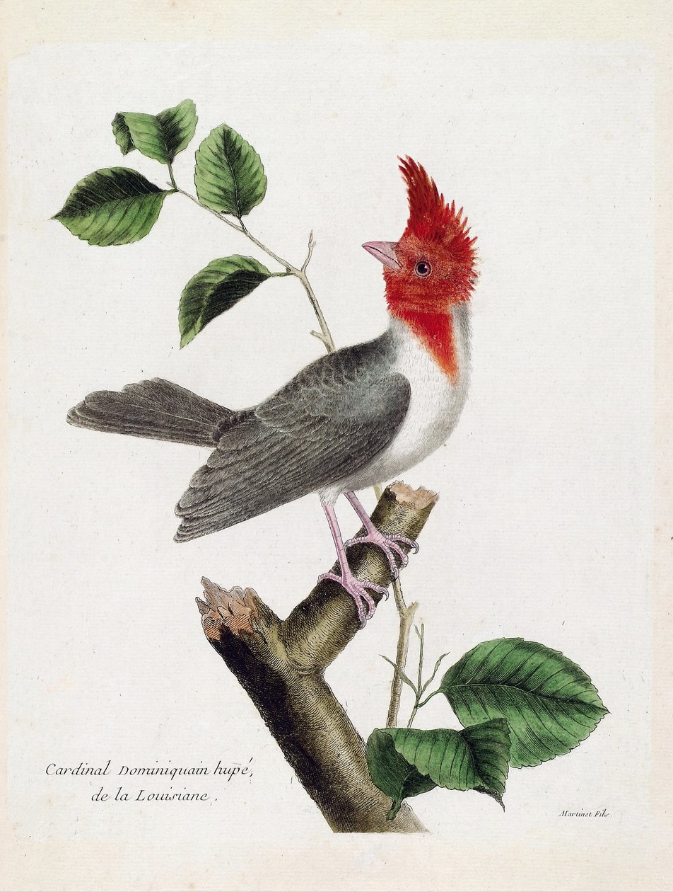Eläinkartta (ornitologia): Dominikaaninen kardinaali Hupe (parare huppe tai paroaria coronata) oksalla. Kuvitus Francois Nicolas Martinet