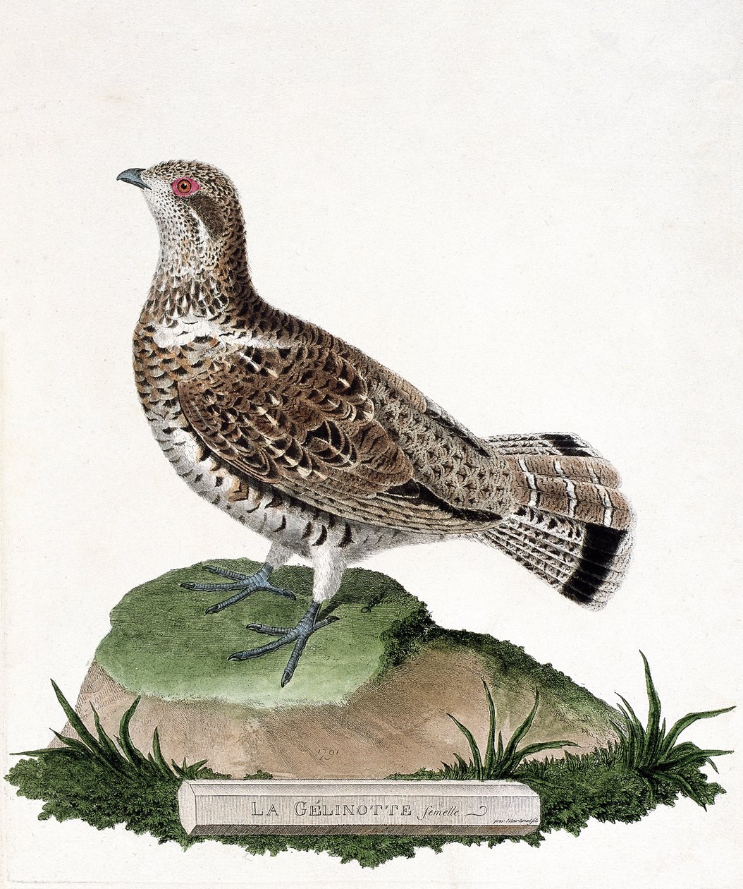 Eläinkartta (ornitologia): Naarasgelinotte (puugelinotte tai bonasia bonasia). Kuvitus Francois Nicolas Martinet