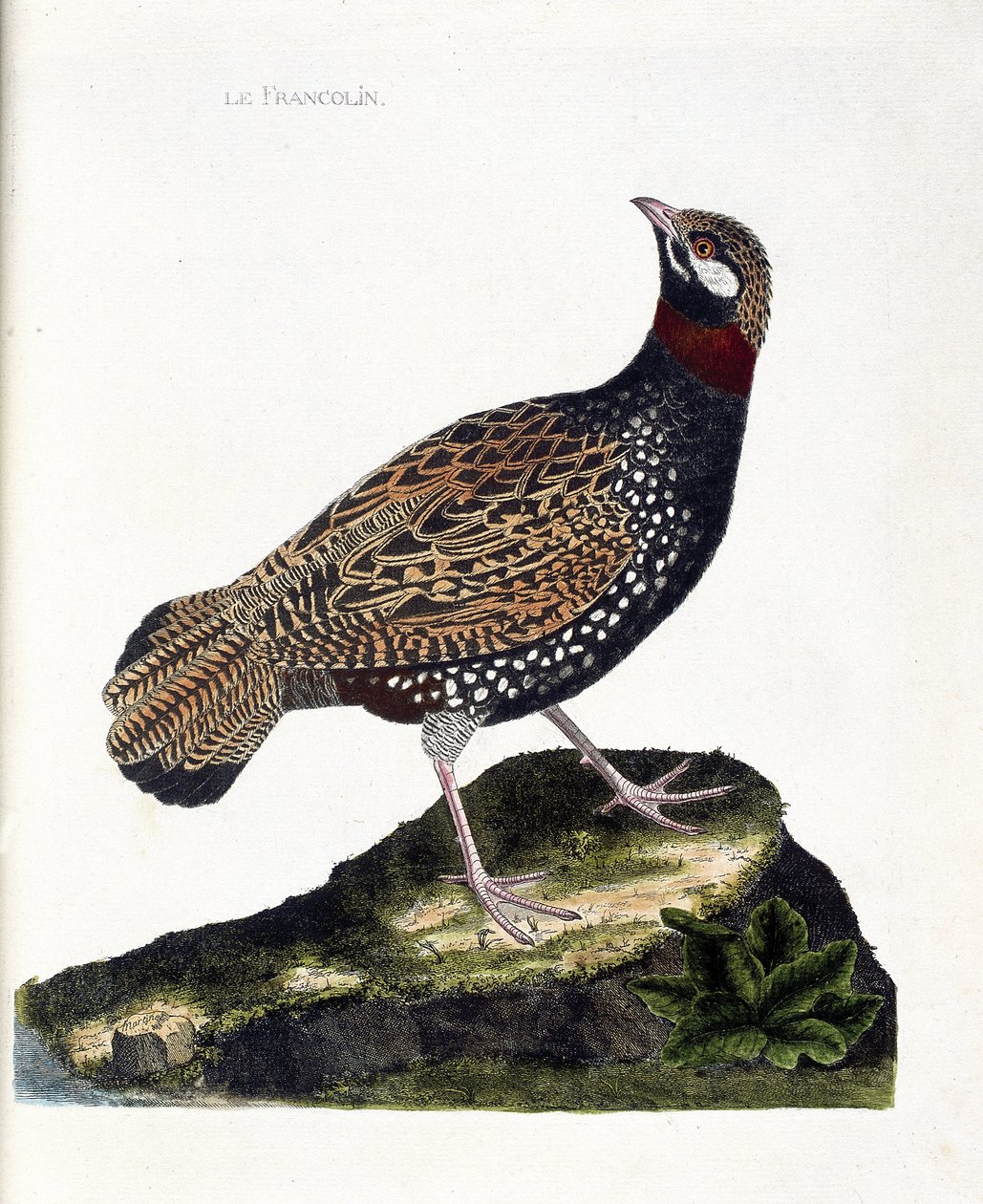 Eläintietokartta (ornitologia): Francolin (francolin noir tai francolinus francolinus). Kuvitus Francois Nicolas Martinet