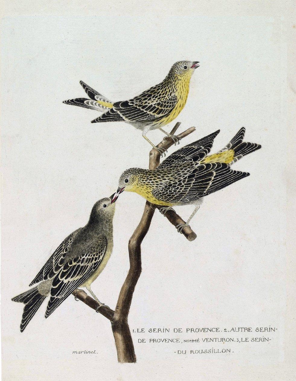 Zoologinen kartta (ornitologia): Ylhäältä alas: serin du Roussillon (serin Cini tai serinus serinus) oksalla, serin de provence (venturon montagnard tai serinus citrinella) ja muu serin de provence. Kuvitus teoksessa "The History of the Birds, P tekijältä Francois Nicolas Martinet