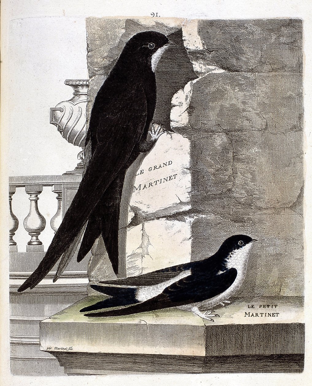 Eläintietokartta (ornitologia): Suuri swift (Black Swift tai apus apus) ja Small Swift (Window Swallow tai Urbica Delichon). Kuvitus Francois Nicolas Martinet