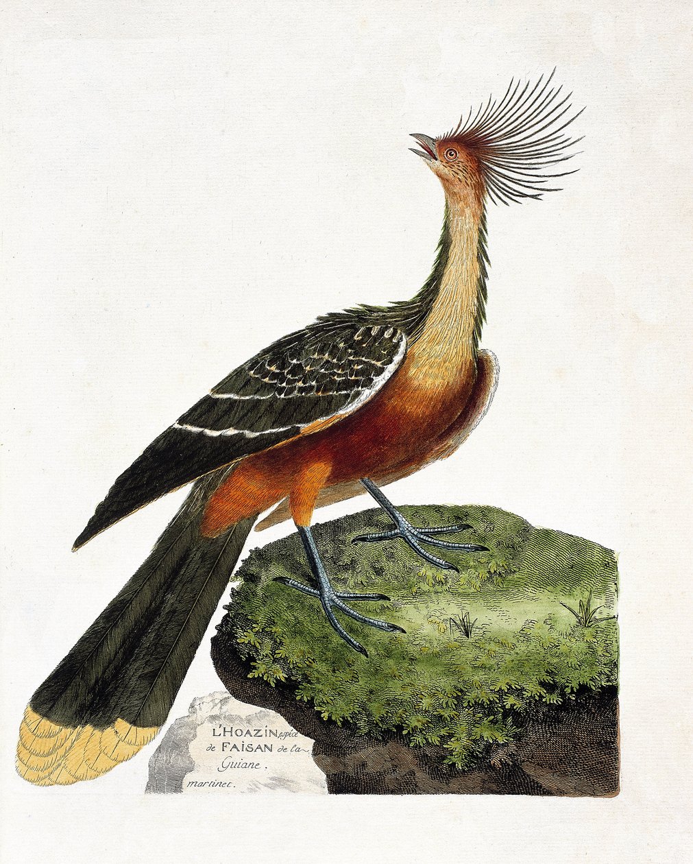 Zoologinen kartta (ornitologia): Hoazin (hoazin huppe tai opisthocomus hoazin). Kuvitus Francois Nicolas Martinet