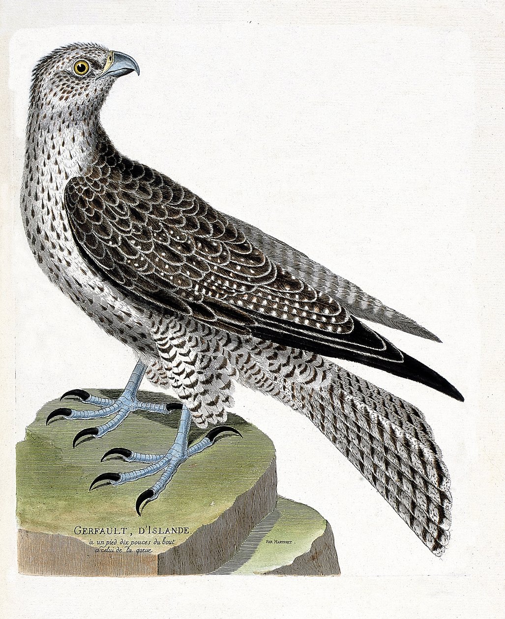 Eläinkartta (ornitologia): Islannin gerfault (gerfaut falcon tai falco rusticolus). Kuvitus Francois Nicolas Martinet