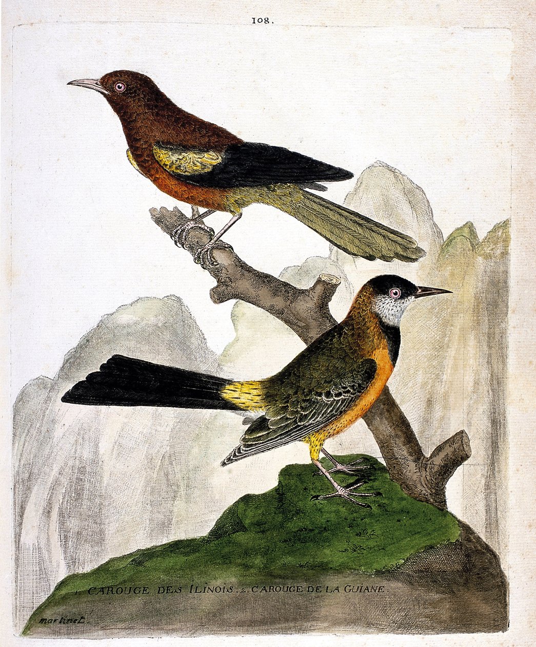 Eläinkartta (ornitologia): Ilinois Blackbird (Baltimore oriole tai icterius bonana) ja Guyana Blackbird (Martinique oriole tai icterius bonana) oksalla. Kuvitus teoksesta "Lintujen historia, maalattu niiden esiintymisen ja herkkyyden suhteen" tekijältä Francois Nicolas Martinet