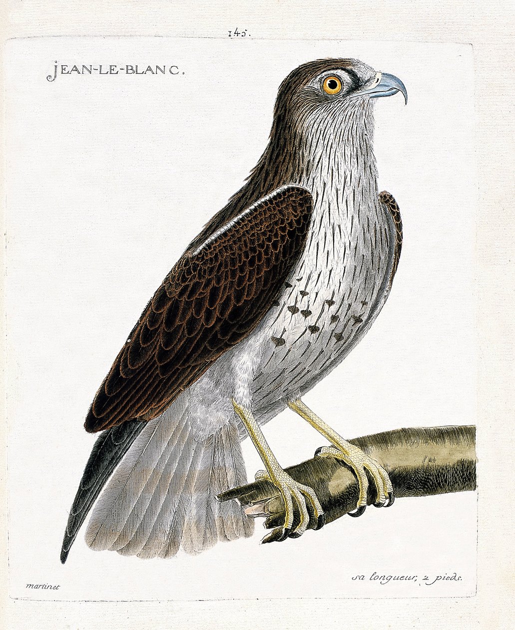 Eläinkartta (ornitologia): Jean-le-Blanc tai Jean le Blanc (circaete Jean Le Blanc tai circaetus gallicus) oksalla. Kuvitus Francois Nicolas Martinet
