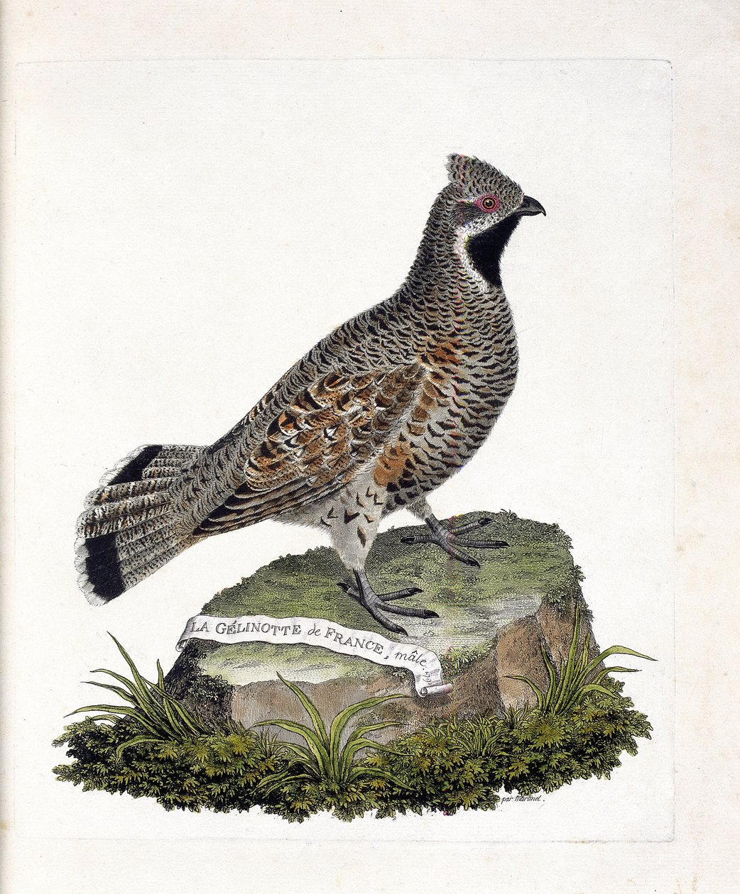 Eläinkartta (ornitologia): La gelinotte de France -uros (gelinotte des bois tai bonasia bonasia). Kuvitus Francois Nicolas Martinet
