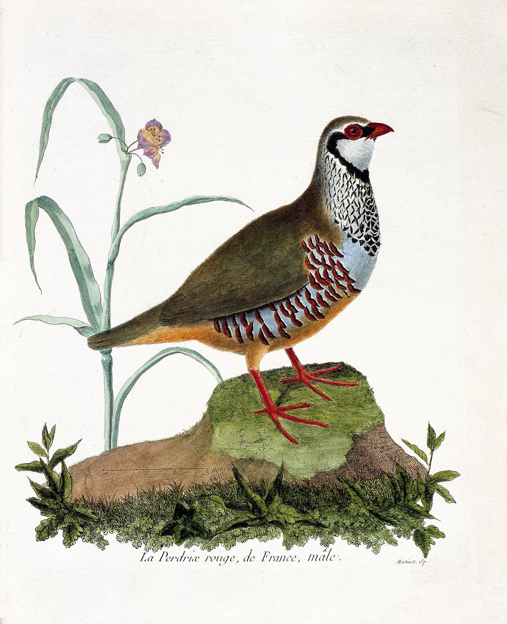 Eläinkartta (ornitologia): La partridge rouge de France, uros (punapelto tai alectoris rufa). Kuvitus Francois Nicolas Martinet