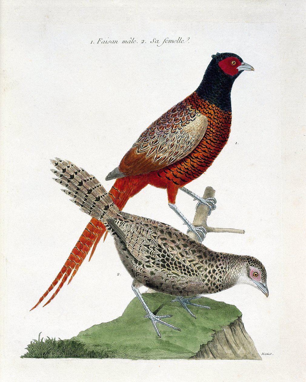 Eläintietokartta (ornitologia): urosfasaani ja naaras (kolkidefasaani tai Phasianus colchicus). Kuvitus Francois Nicolas Martinet