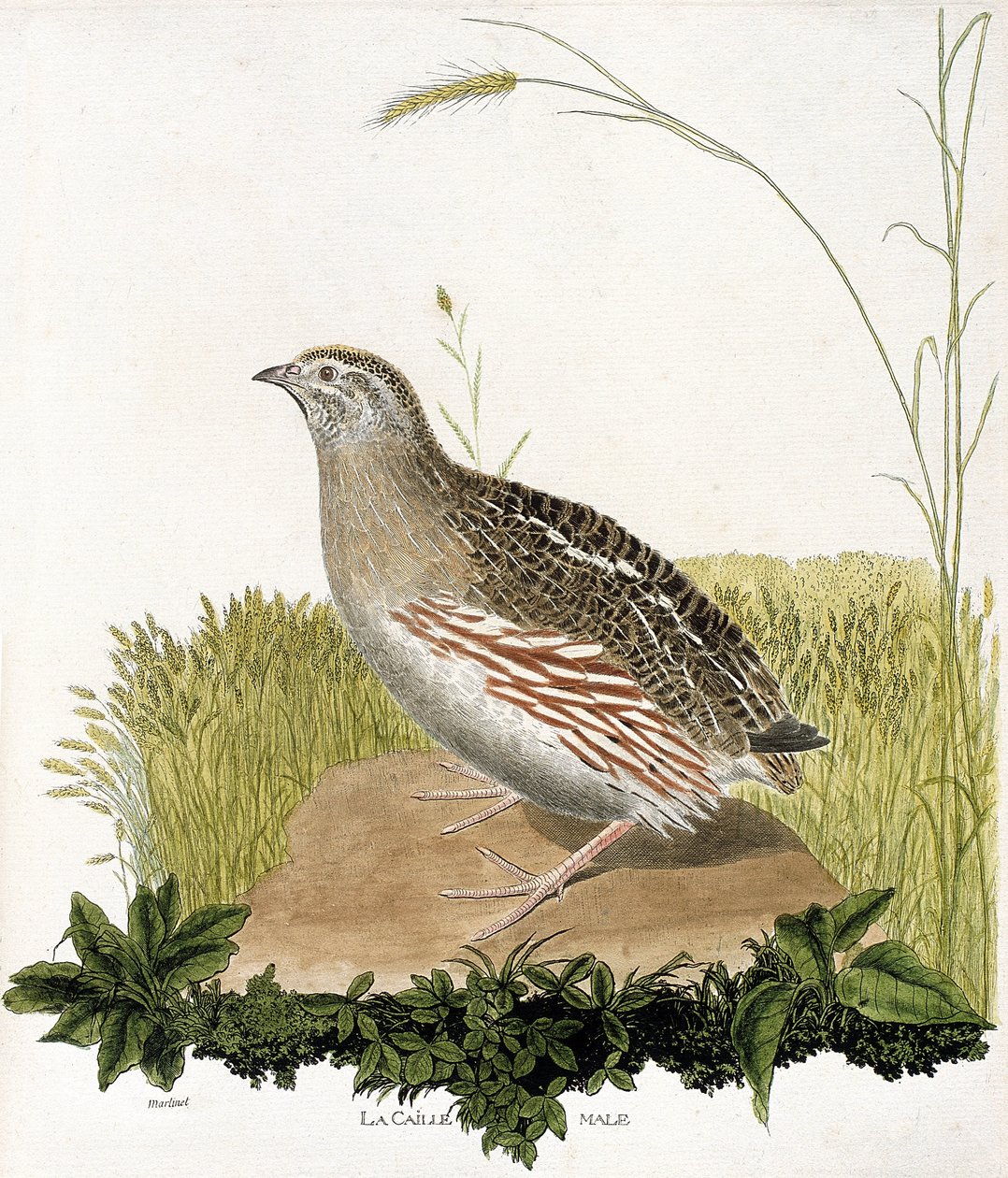 Eläinkartta (ornitologia): Urosviiriäinen (ble quail tai coturnix coturnix). Kuvitus Francois Nicolas Martinet
