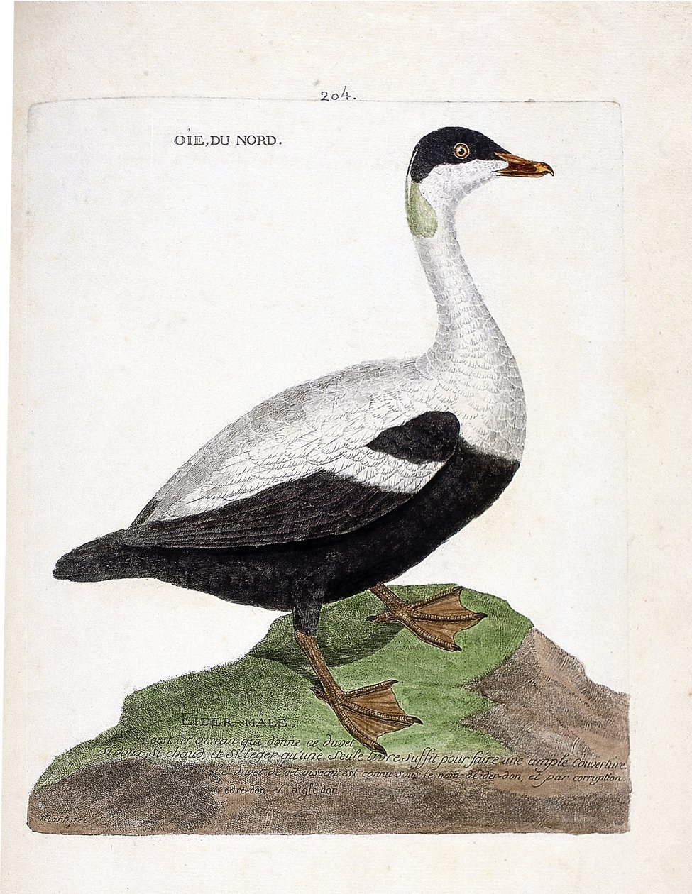 Eläinkartta (ornitologia): Pohjoinen hanhi tai haahka (Eider a peitto tai somateria mollissima). Kuvitus Francois Nicolas Martinet