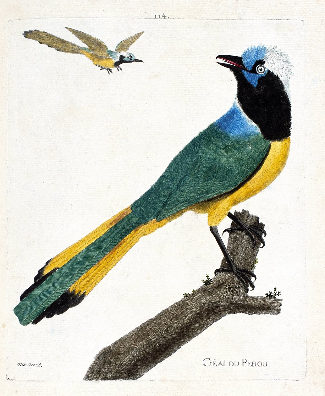 Eläinkartta (ornitologia): Perou jay (vihreä jay tai cyanocorax yncas) oksalla. Kuvitus Francois Nicolas Martinet