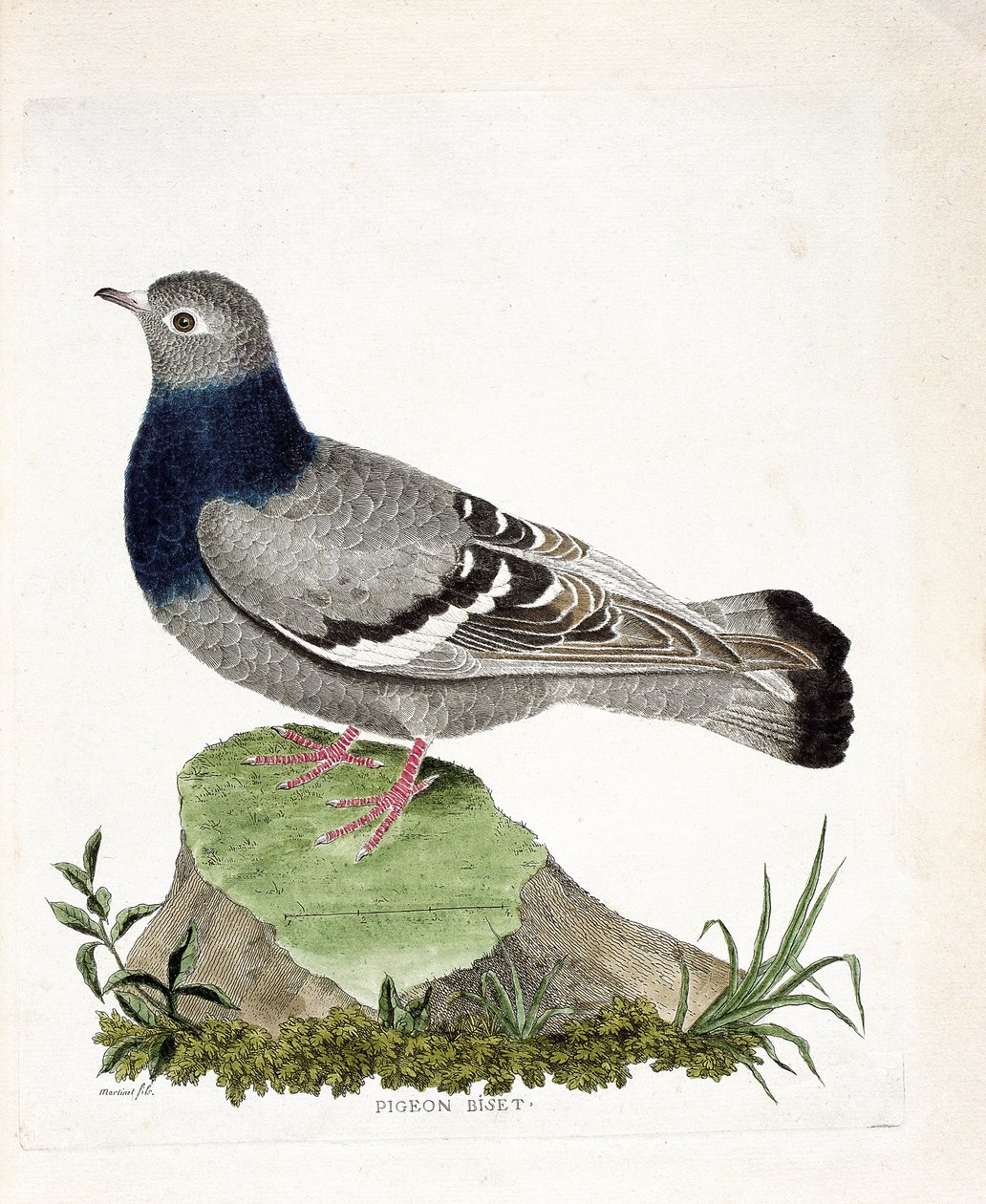 Eläinkartta (ornitologia): Pigeon biset (Columbia livia). Kuvitus Francois Nicolas Martinet