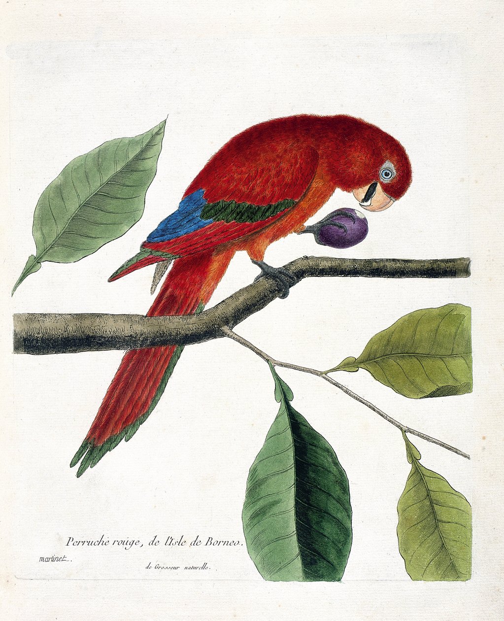 Eläinkartta (ornitologia): Borneon saaren punainen papukaija (suuri eclectus tai eclectus roratus). Kuvitus Francois Nicolas Martinet