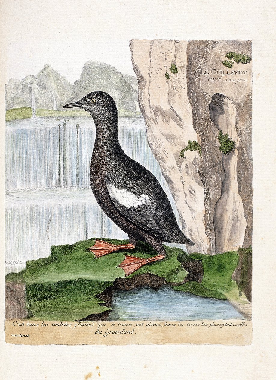 Eläinkartta (ornitologia): Raidallinen murretti (Mirrelet tai Cepphus-ruudukko). Kuvitus Francois Nicolas Martinet