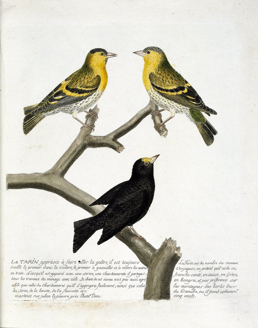 Eläinkartta (ornitologia): Tarin (leppä tarin tai carduelis spinus). Ylhäällä vasen: uros, oikea: nainen. Pohja: toinen lajike. Kuvitus Francois Nicolas Martinetin (1731) teoksesta "Lintujen historia, maalattu niiden esiintymiselle ja herkkyydelle" tekijältä Francois Nicolas Martinet