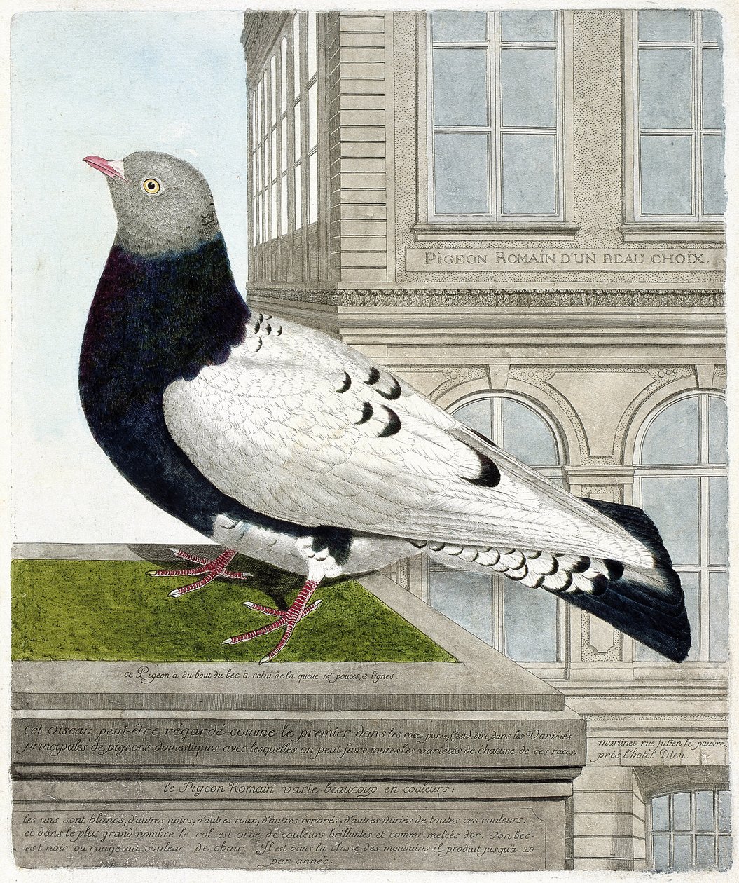 Eläinkartta (ornitologia): Roomalainen kyyhkynen (columba livia). Kuvitus Francois Nicolas Martinet
