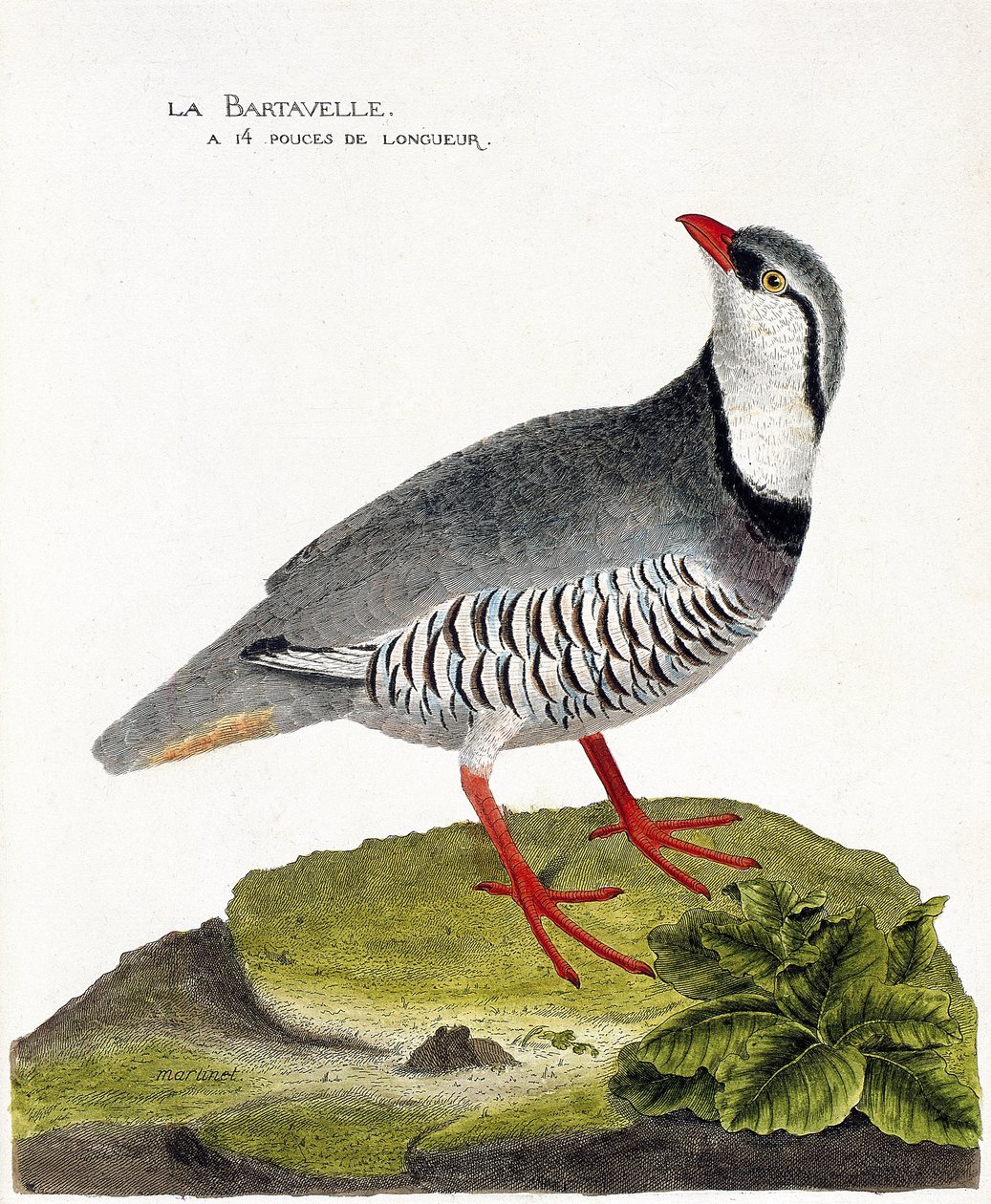 Eläinkartta (ornitologia): Bartavelle (pelto bartavelle tai Alectoris graeca). Kuvitus Francois Nicolas Martinet