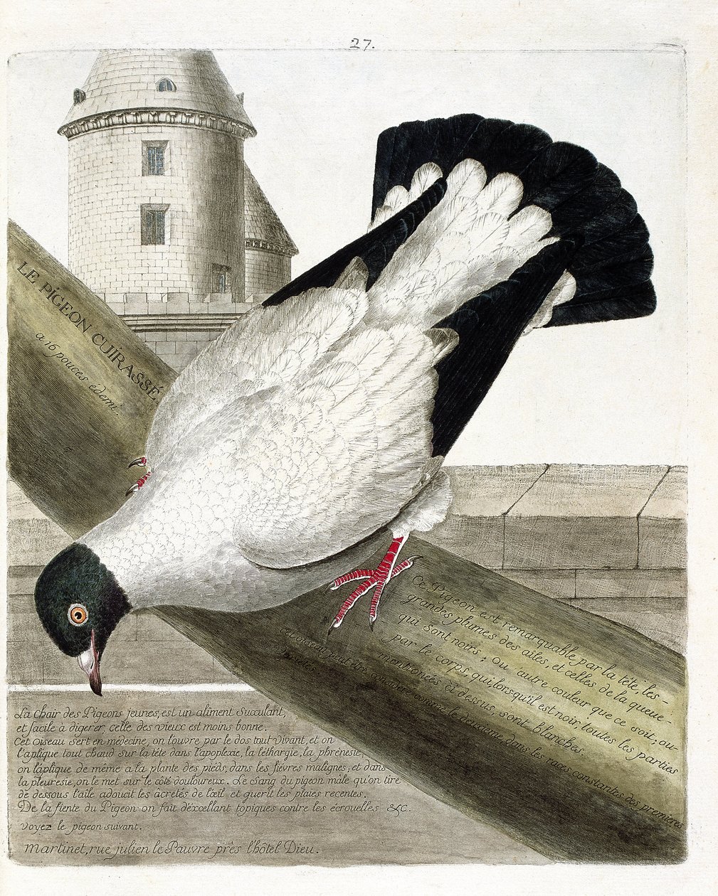 Eläinkartta (ornitologia): Taistelulaivakyyhkynen (columba livia). Kuvitus Francois Nicolas Martinet