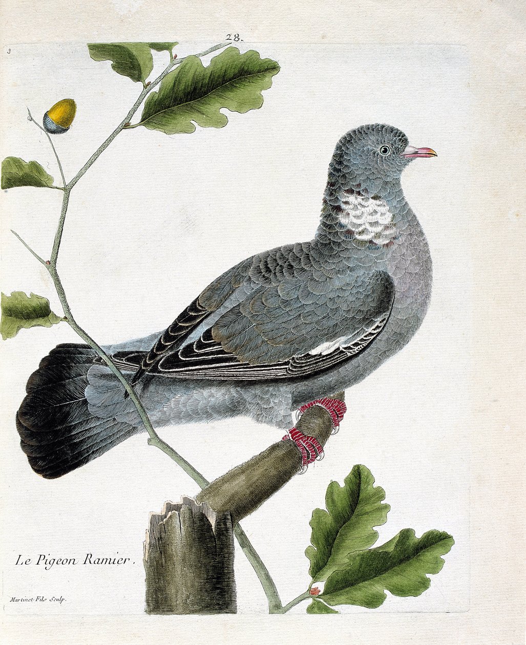 Eläinkartta (ornitologia): Haaroittunut kyyhkynen (columba palumbus) oksalla. Kuvitus Francois Nicolas Martinet