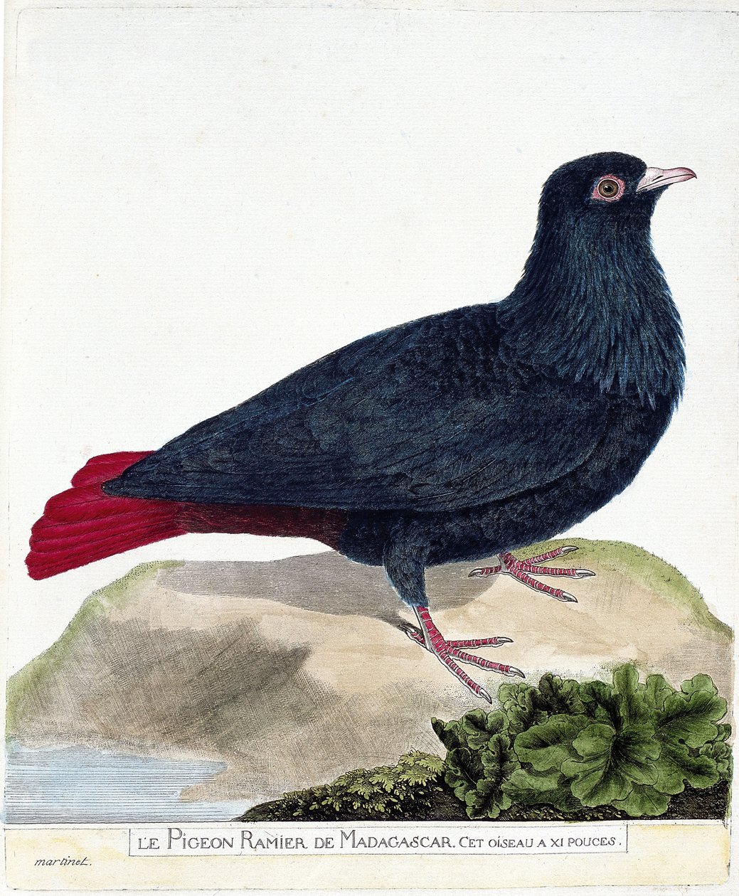 Eläinkartta (ornitologia): Madagaskarin haarautunut kyyhkynen (Blue Founingo tai alectroenas madagascariensis). Kuvitus Francois Nicolas Martinet