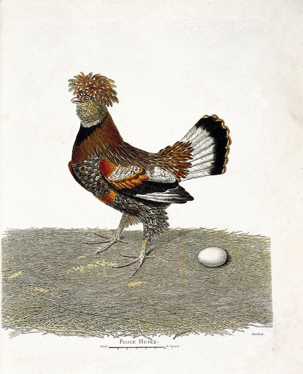Eläinkartta (ornitologia): Kana (kotikana tai gallus gallus) ja sen muna. Kuvitus Francois Nicolas Martinet