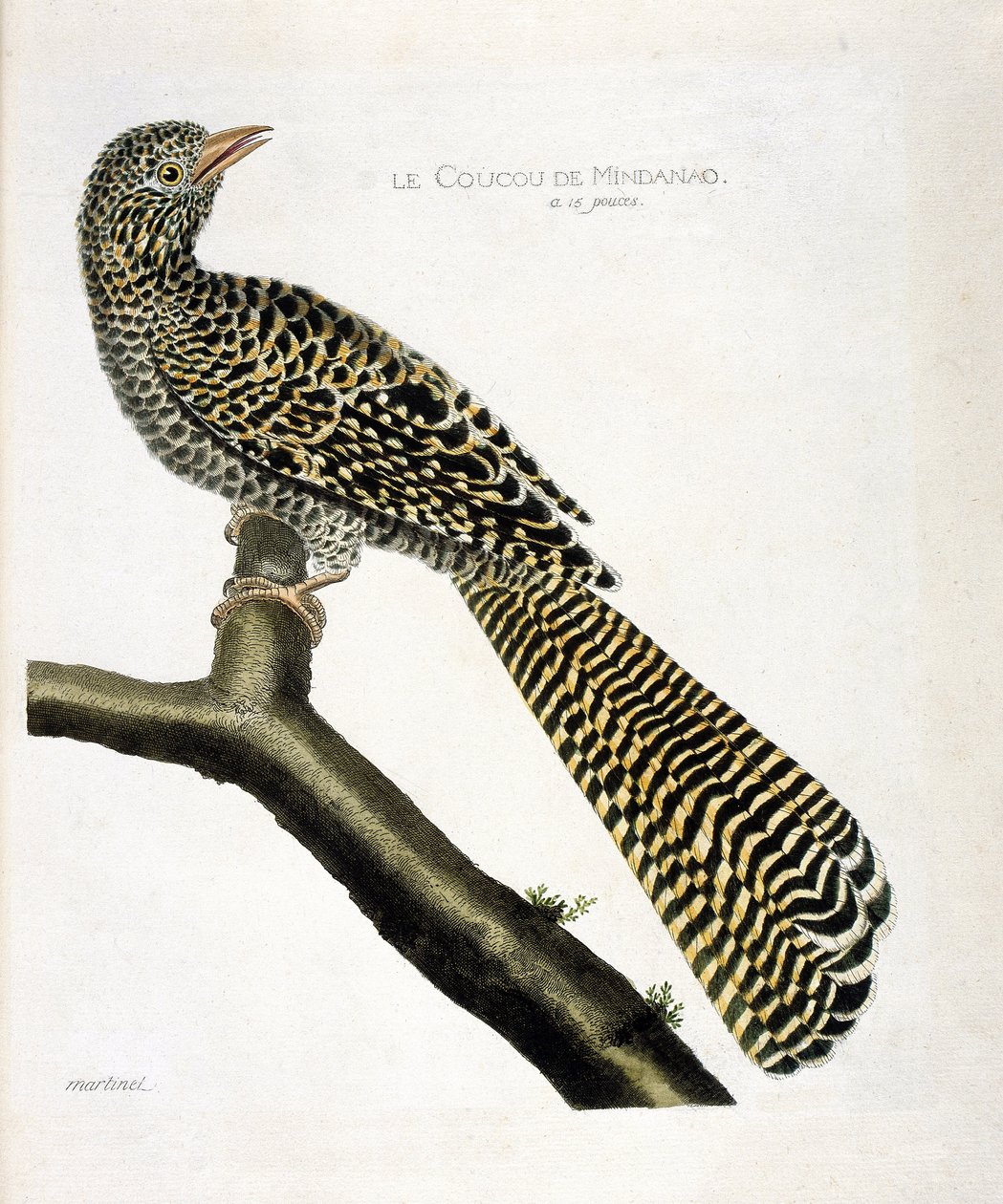 Eläinkartta (ornitologia): Mindanaon käki (koel cuckoo tai Eudynamys scolopacea) oksalla. Kuvitus Francois Nicolas Martinet