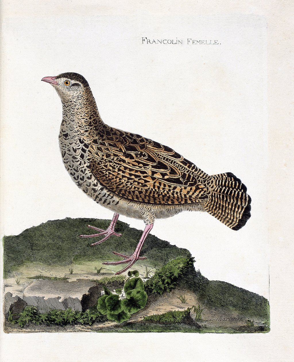 Eläinkartta (ornitologia): Naarasfrankoliini (francolin noir tai francolinus francolinus). Kuvitus Francois Nicolas Martinet