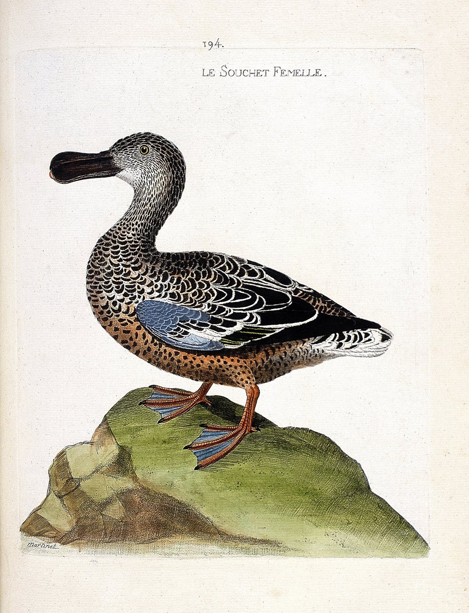 Zoologinen kartta (ornitologia): Naaraskanta (ankka tai anas clypeata). Kuvitus Francois Nicolas Martinet