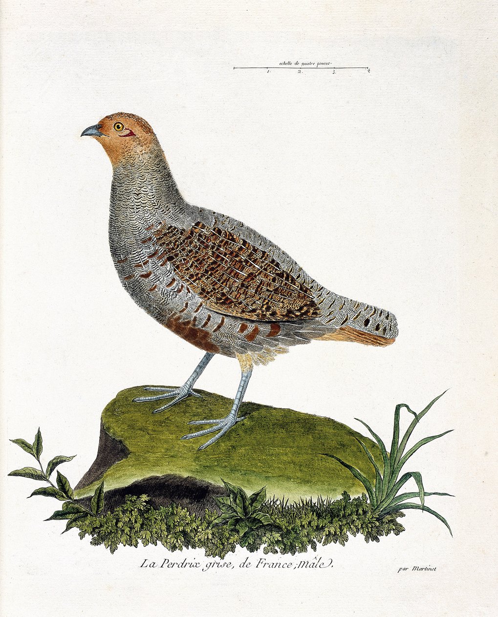 Eläinkartta (ornitologia): Ranskan harmaa pelto, uros (harmaa pelto tai peltopyy). Kuvitus Francois Nicolas Martinet