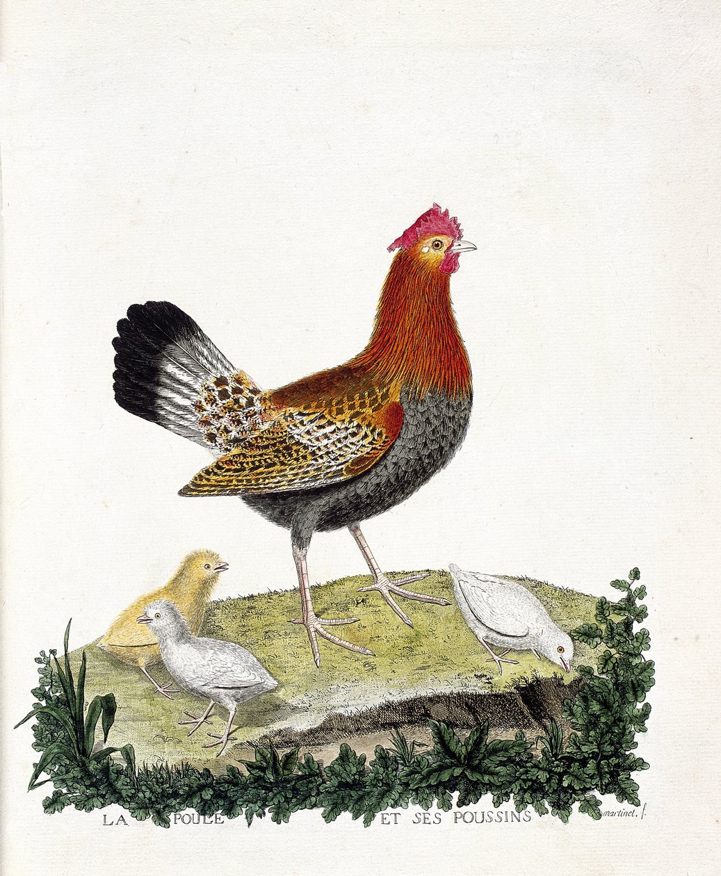 Eläinkartta (ornitologia): Kana ja sen poikaset (kotikana tai gallus gallus). Kuvitus Francois Nicolas Martinet