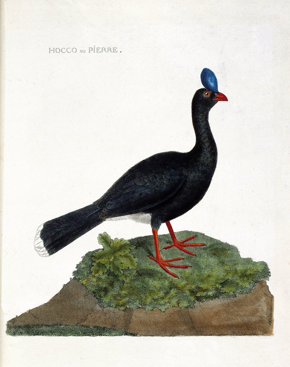 Eläinkartta (ornitologia): Hocco tai kivi (Hocco a stone tai pauxi pauxi). Kuvitus Francois Nicolas Martinet