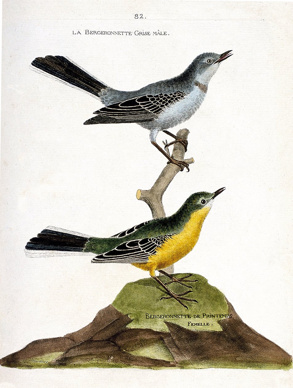 Eläinkartta (ornitologia): Harmaa begeronnet (Motacilla alba) uros oksalla ja naaras kevätpaimen (Motacilla flava). Kuvitus Francois Nicolas Martinin teoksesta "Lintujen historia, maalattu niiden esiintymiselle ja herkkyydelle" tekijältä Francois Nicolas Martinet