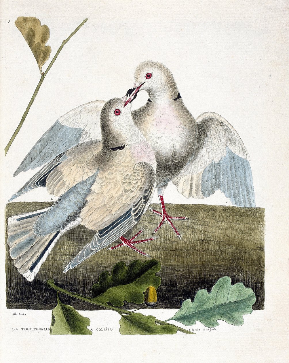 Eläinkartta (ornitologia): kaulakyyhky (vaaleanpunainen ja harmaa kyyhkynen tai streptopelia roseogrisea). Kuvitus Francois Nicolas Martinet