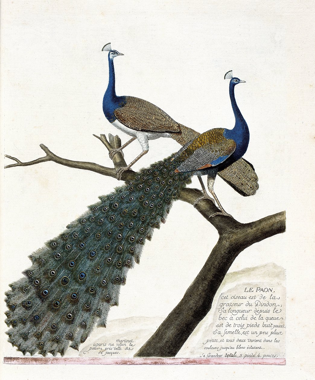 Eläinkartta (ornitologia): riikinkukko (sininen riikinkukko tai pavo cristatus). Kuvitus Francois Nicolas Martinet