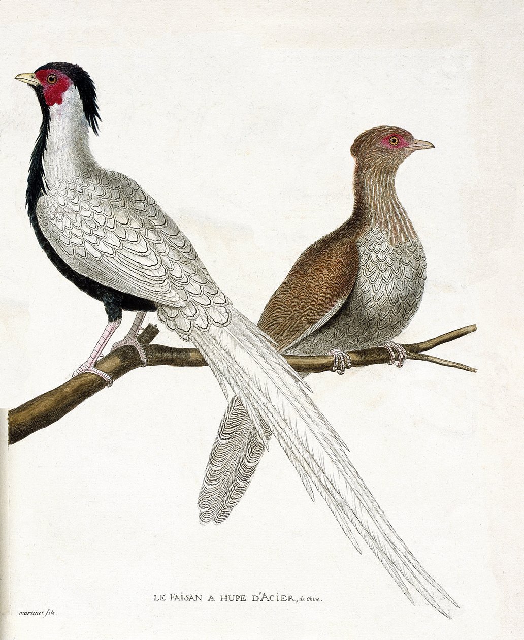 Eläinkartta (lintologia): Fasaanilla on kiinalainen teräshuppa ja sen naaras (hopeafasaani tai Lophura nycthemera) oksassa. Kuvitus Francois Nicolas Martin teoksesta "Lintujen historia, maalattu niiden esiintymiselle ja herkkyydelle" tekijältä Francois Nicolas Martinet