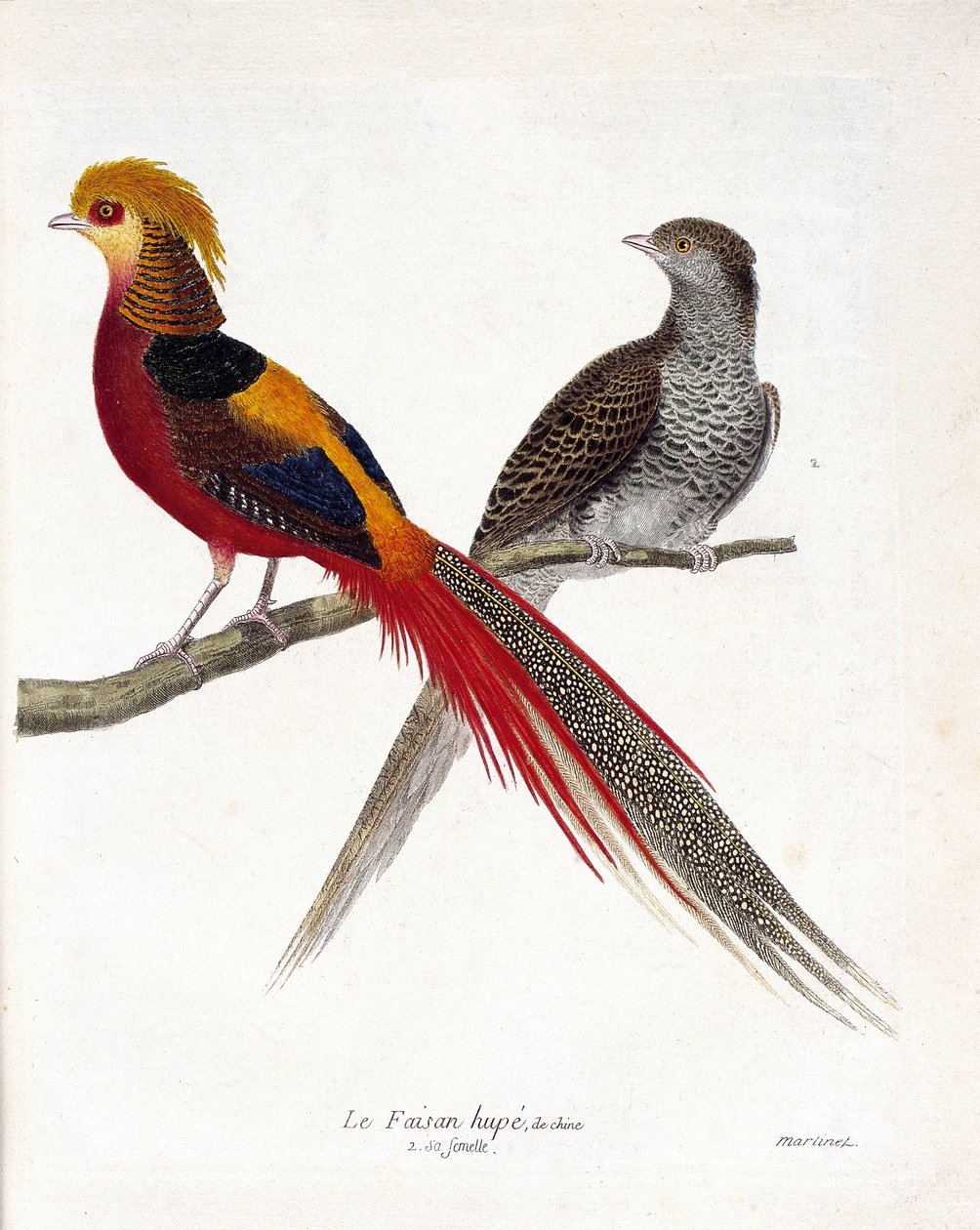 Eläinkartta (ornitologia): Kiinan fasaani ja sen naaras (kultafasaani ja chrysolophus) oksalla. Kuvitus Francois Nicolas Martinet