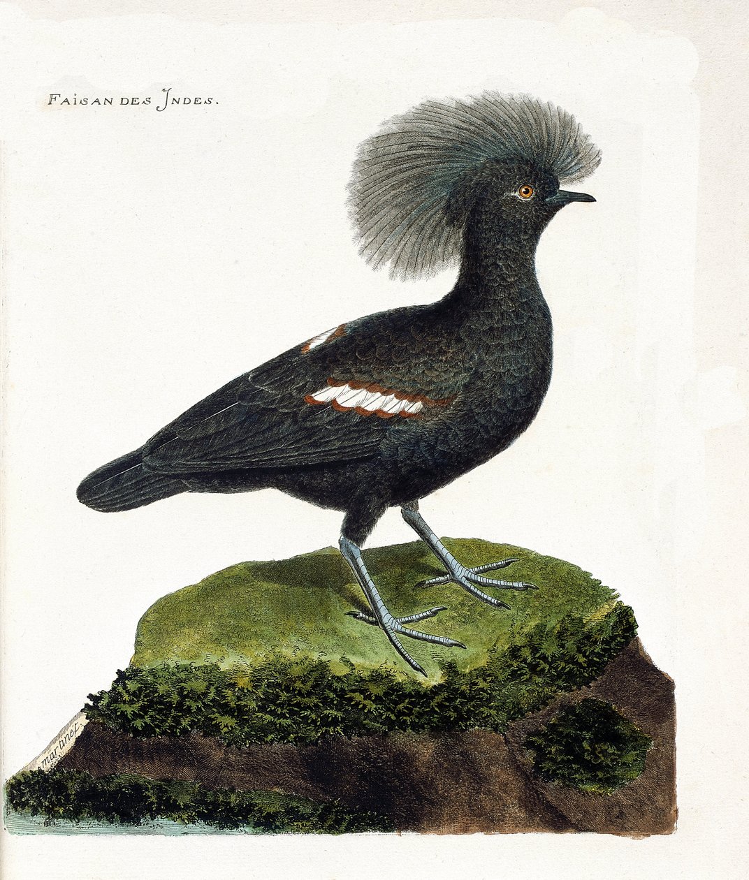 Eläinkartta (ornitologia): Intian fasaani (goura crown tai goura cristata). Kuvitus Francois Nicolas Martinet