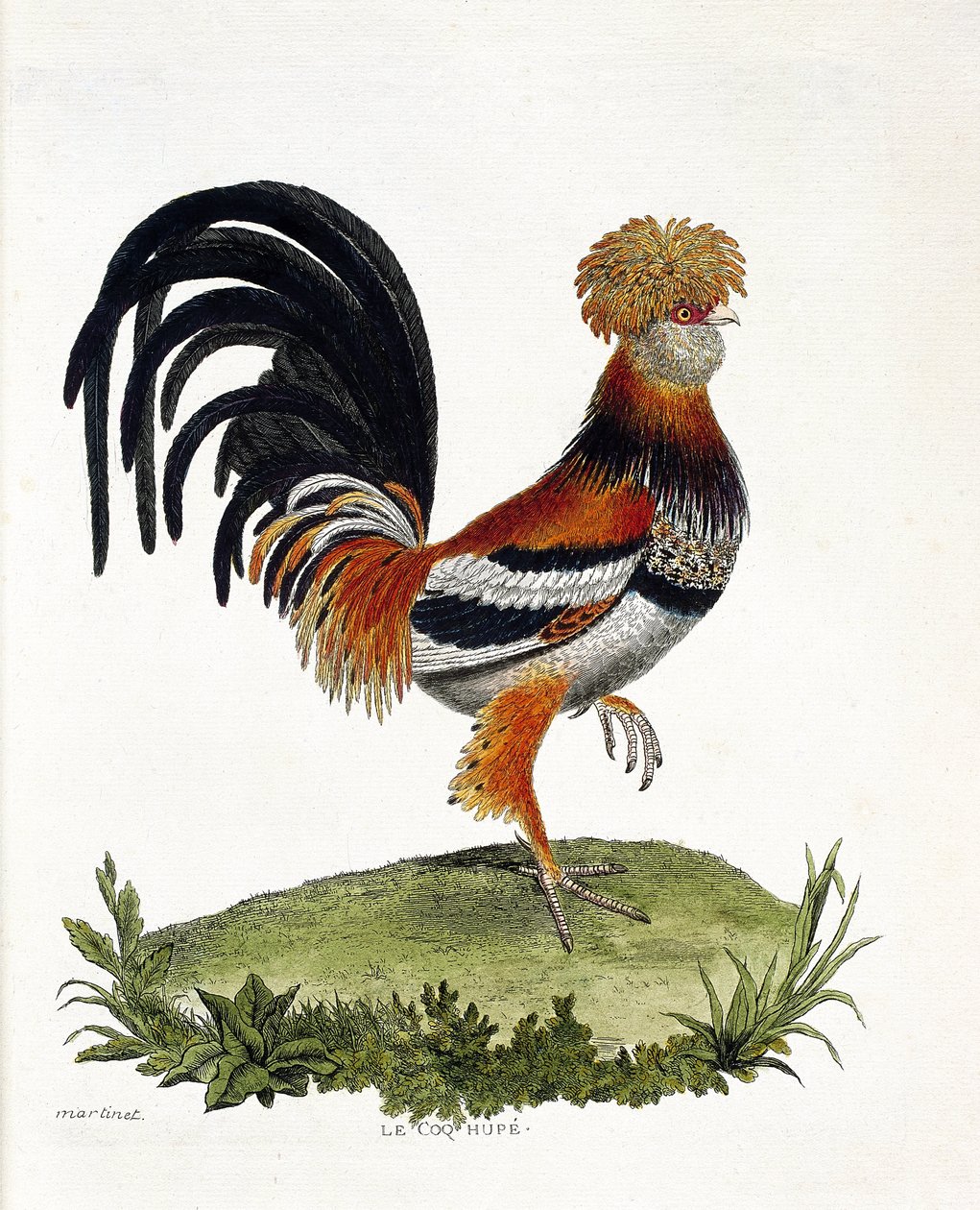 Eläintietokartta (ornitologia): Kukko (kotikukko tai gallus gallus). Kuvitus Francois Nicolas Martinet