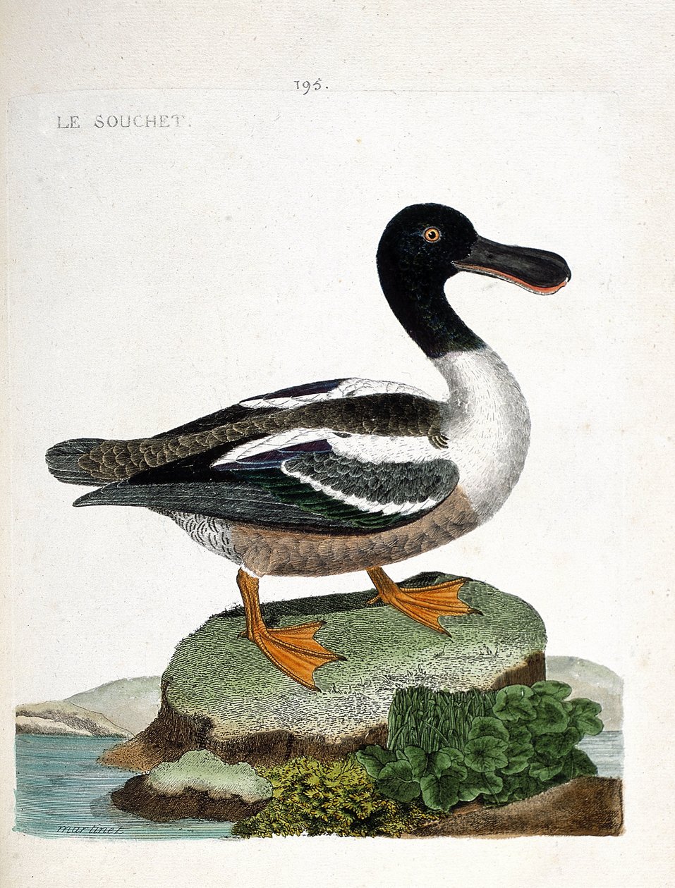 Eläinkartta (ornitologia): Kanta (ankan mansikka tai anas clypeata). Kuvitus Francois Nicolas Martinet