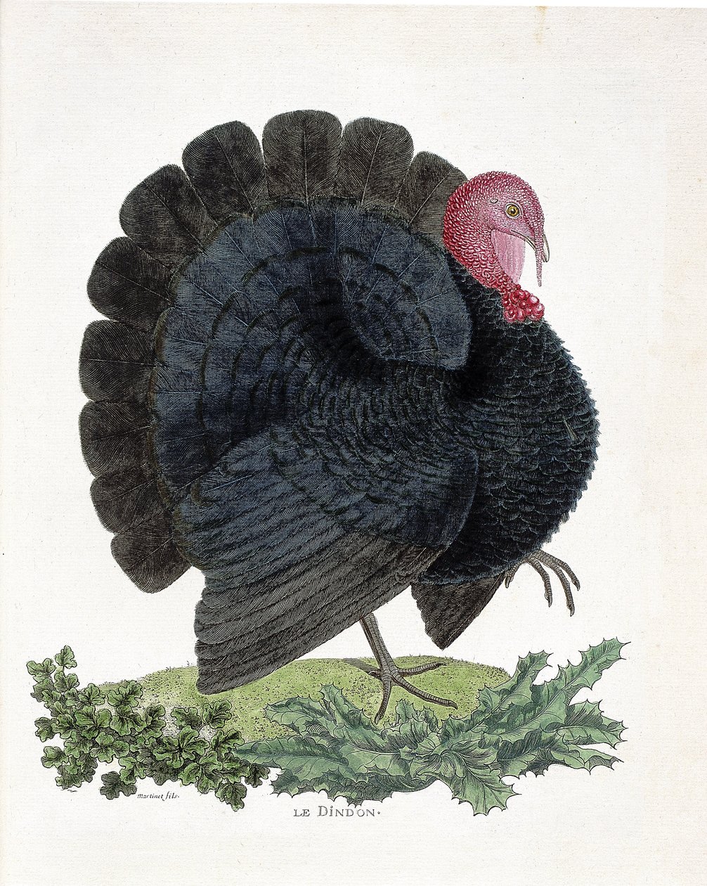 Eläinkartta (ornitologia): Turkki (kotikalkkuna tai Melaeagris gallopavo). Kuvitus Francois Nicolas Martinet