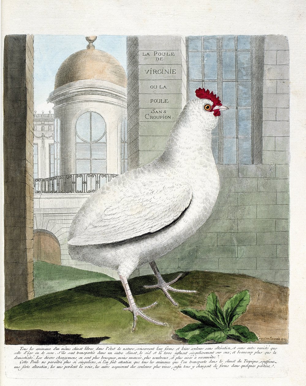 Eläinkartta (ornitologia): Virginia-kana tai kanat ilman lantiota (kotikana iu gallus gallus). Kuvitus Francois Nicolas Martinet