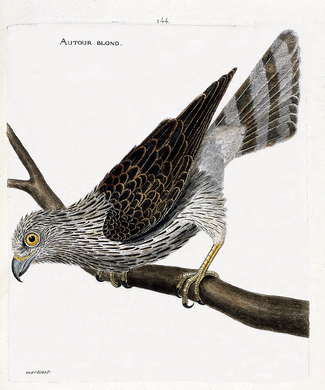 Eläinkartta (lintutiede): vaaleanpunainen (hankihaukkajen tai accipiter gentiliksen ympärillä) oksalla. Kuvitus Francois Nicolas Martinet