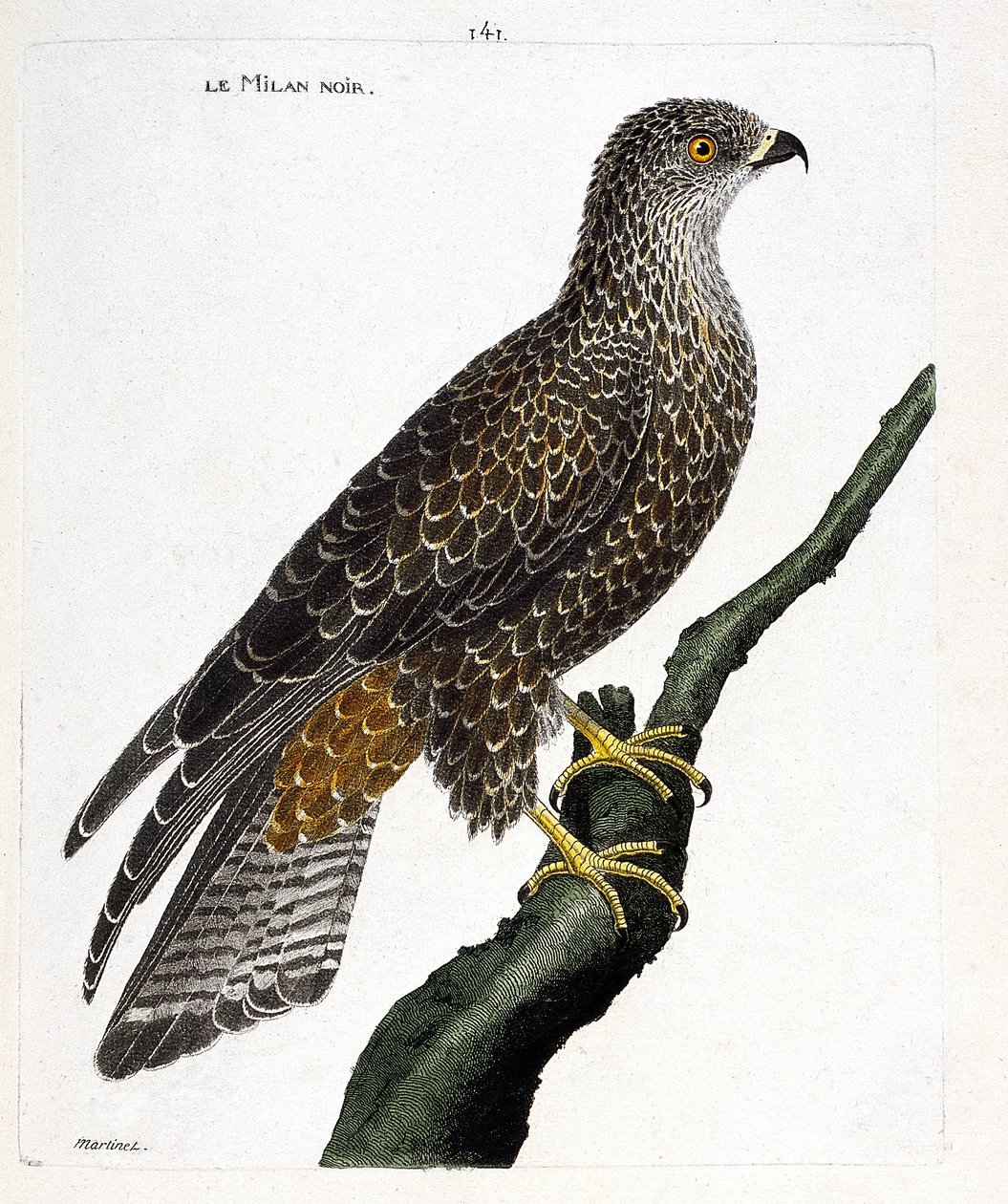 Eläinkartta (ornitologia): musta milvus migrans oksalla. Kuvitus Francois Nicolas Martinet